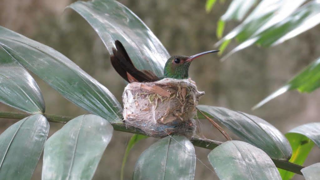 Baru Panamá